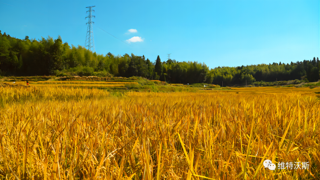 秋收地磅,稱糧食專用地磅怎么選?如何排查地磅故障 秋收地磅,稱糧食專用地磅怎么選?如何排查地磅故障